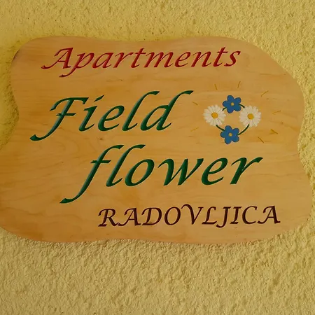Field Flower * Radovljica